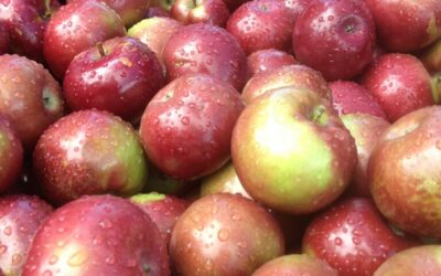 The Skinny on Apples: Are the Vitamins Really on the Outside?